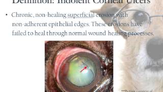 Indolent Corneal Ulcers [upl. by Lotsirk]