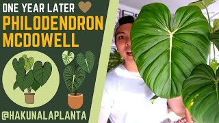 Philodendron McDowell 💚  ONE YEAR LATER  Plant Growth Updates 😊  Philodendron Propagation [upl. by Rosemary]