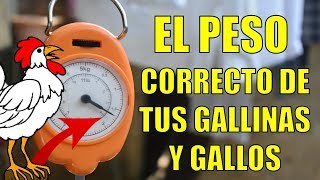 Cual es el Peso Correcto que debe tener tu Gallo o Gallina [upl. by Shepperd532]