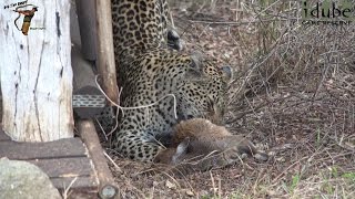 Leopard With Bushbuck Fawn In The Bushcamp [upl. by Papp]