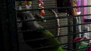 Brown Headed Parrot saying Meow and Thank You [upl. by Gustavus382]