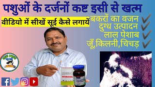 How to solve tick problem  Remover  Hitek  Tick  Red Water  Itching  VetpetandCattle [upl. by Akenahs963]