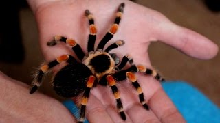 Handling beautiful Mexican Giant Red knee tarantula B annitha Inferion7 [upl. by Kinch]