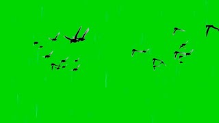 Birds Flying Green Screen 4k Animation  Green Screen Effects [upl. by Ateuqram660]