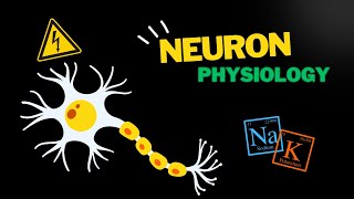 Action potential in the neuron EASY overview [upl. by Yoreel]