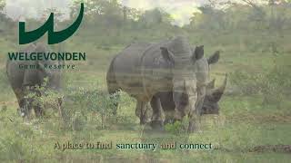 Find your sanctuary and connect with nature at Welgevonden Game Reserve [upl. by Amadis]