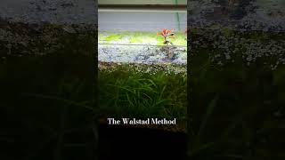 25 Litre Walstad Method Ecosystem Aquarium walstad fatherfishmethod ecosystemaquarium [upl. by Voletta]