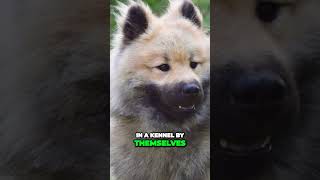 Meet the Eurasier  Your Perfect Family Companion [upl. by Rocher164]