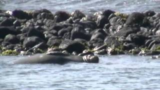 Monk Seal at the Marine Sanctuary [upl. by Germano296]