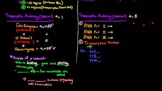 Transcription Part 2 of 6  Prokaryotes vs Eukaryotes Comparison [upl. by Ellivnarg]