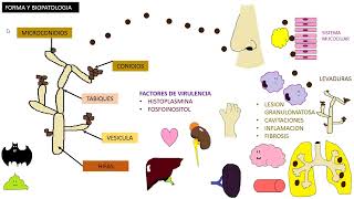 HISTOPLASMOSIS  Histoplasma Capsulatum [upl. by Pablo467]