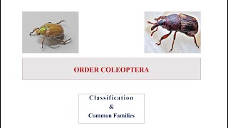 Order Coleoptera [upl. by Aikemehs236]