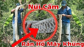 Nóng Núi Cấm xuất hiện Bộ Da Khủng Vừa Lột Để Lại Bộ Da Quá Lớn còn ướt mùi tanh 09012024 [upl. by Kreitman]