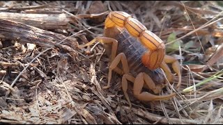 Indian Red Scorpion Hottentotta tamulus on Pune hills  Maharashtra India 1 [upl. by Durrell]