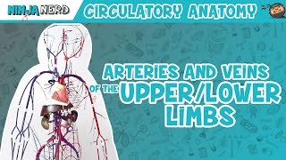 Circulatory System  Arteries amp Veins of the Upper amp Lower Limbs  Wire Man Model [upl. by Kramer]