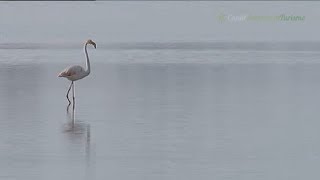 Doñana paraíso natural Huelva Cádiz y Sevilla [upl. by Akinna13]