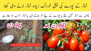 Best orgenic fertilizer for tomato plants  Tamater k pode ki special khad [upl. by Ritter924]