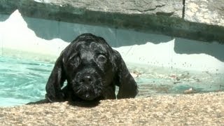 8 Week Old Portuguese Water Dog Puppy Swims for The First Time [upl. by Harbison]