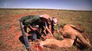 Inside Natures Giants  The Camel Part 1 [upl. by Fritz]