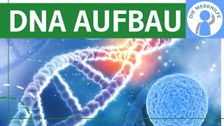 Zusammensetzung der DNA  DNA Aufbau  Bestandteile amp Struktur der DNA  Nucleotide Bausteine [upl. by Garceau]