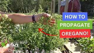 The Top 5 Reasons Why You Should Grow Oregano [upl. by Irwin]