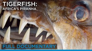 Tigerfish Africa’s Piranha full documentary  Earth Touch TV [upl. by Esertal980]