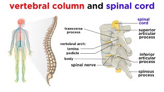 The Central Nervous System The Brain and Spinal Cord [upl. by Jeanne]