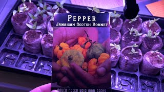 Growing Scotch Bonnet Peppers from Seed to Harvest [upl. by Ames]