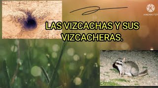 LAS VIZCACHAS 🦫Y SUS MADRIGUERAS [upl. by Yentiw]