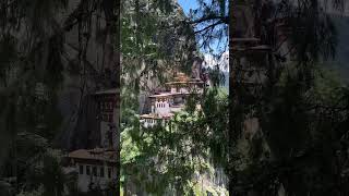 Tigers nest shorts youtube paro shortvideo youtuber [upl. by Ashley682]