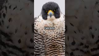 Fascinating Facts About Falcons [upl. by Llewej]