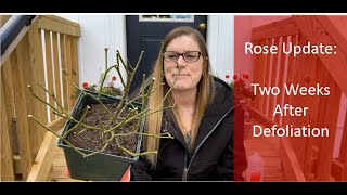 🌹 Rose Defoliation w Amazing 2Week Rebound  Pruning Tips Tools and Supplies [upl. by Arber389]