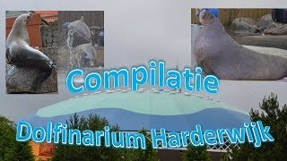 Compilatie Dolfinarium Harderwijk [upl. by Benioff669]