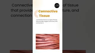 Connective Tissue Class 9 Biology  Tissues [upl. by Sitelc]