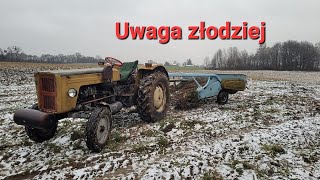 Grudniowe wykopki ziemniaków Ludzie wolą kraść ziemniaki niż pracować uczciwie [upl. by Atterbury56]