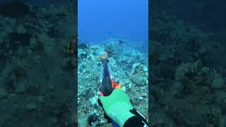 Spearfishing Hawaii Parrotfish spearfishing fishing [upl. by Nuahsar252]