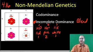 NonMendelian Inheritance [upl. by Grindle267]