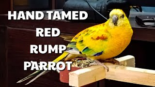 Our Hand Tamed Red Rump Singing His Heart Out [upl. by Arehsat]