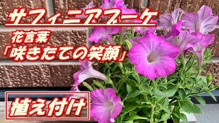 【花】サフィニアブーケの育て方・植え付け [upl. by Ule]