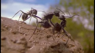 The Incredible Lives of Ants  Attenborough Life in the Undergrowth  BBC Earth [upl. by Aramen511]