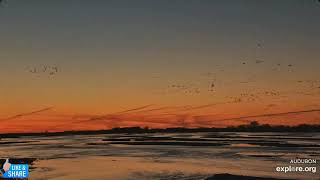 Sandhill Crane Migration  Moments of Breathtaking Serenity amp Wonder 317 [upl. by Nanda]