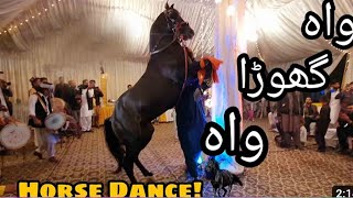 Best Horse Dance 2024  Ludi Dance 2024  Padhrar Pail Program [upl. by Ellimac]