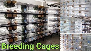 My Bird Breeding Cages And Set Up  Finch Breeding Room  Aviary [upl. by Wulf]