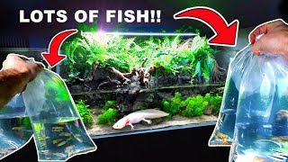 💚 HUGE 4ft AXOLOTL AQUA TERRARIUM Adding LOTS Of Fish  PLANTED AQUARIUM amp PALUDARIUM [upl. by Madelaine]