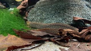 Gymnothorax polyuranodon  Freshwater moray  Süßwassermuräne [upl. by Eenahpets]