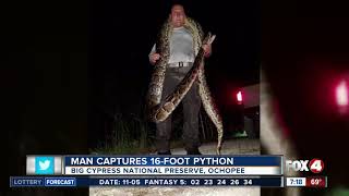 Naples man captures 16foot python [upl. by Talich277]