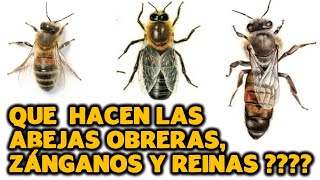 QUE HACEN LAS ABEJAS OBRERAS ZÁNGANAS Y REINAS [upl. by Niran]