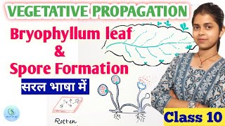 Vegetative Propagation in plants class 10 Spore formation class 10  Bryophyllum plant reproduction [upl. by Mayer603]