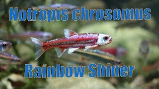 Notropis chrosomus  Rainbow shiner [upl. by Ritchie]