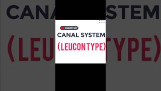 CANAL SYSTEM  LEUCON TYPE [upl. by Borlase46]